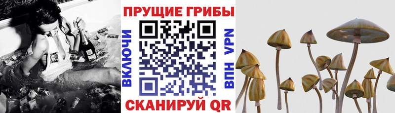 Псилоцибиновые грибы Cubensis  Весьегонск 